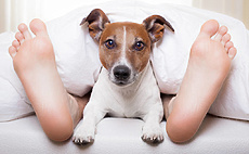 5 Things You Never Thought You Would Say As a Dog Owner article cover